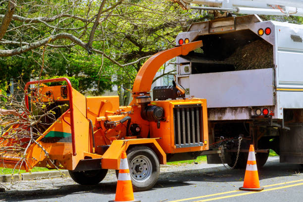 Best Tree Disease Treatment  in Palmyra, MO